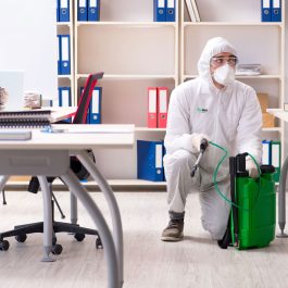 Professional contractor doing pest control at office